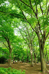 石神井公園の樹