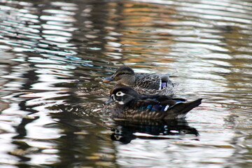 duck in the water