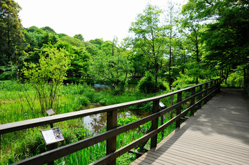 石神井公園の遊歩道