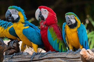 beautiful macaw parrots 