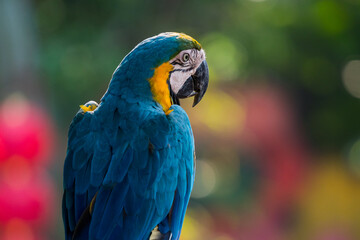 beautiful macaw parrots 