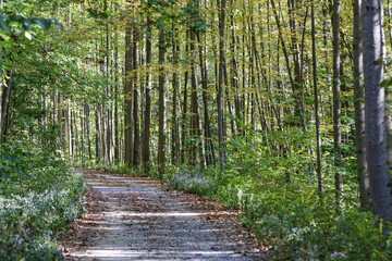 Fototapeta na wymiar Bike Path in the Pennsylvania forest.