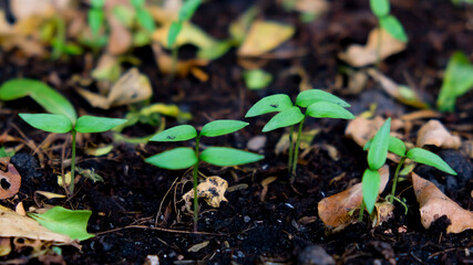 Chili sprouts in nature isolated on soil