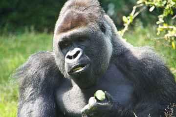 Gorilla in his outdoor enclosure