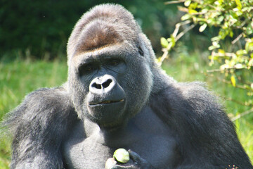 Gorilla in his outdoor enclosure