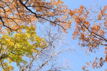 Trees at different autumn stages