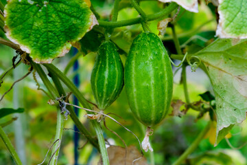 Green cucumber on tree in the garden