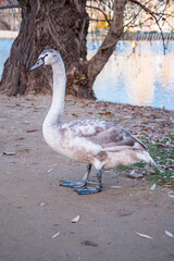 White and brown swan in Vltava River, Prague