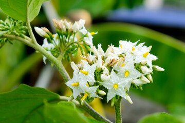 white Eggplant flower and leaves in nature