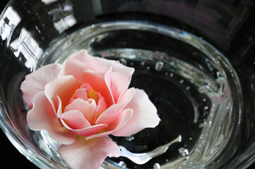 水鉢に入れたピンク色のバラの花
