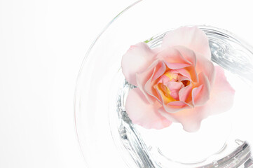 水鉢に入れたピンク色のバラの花