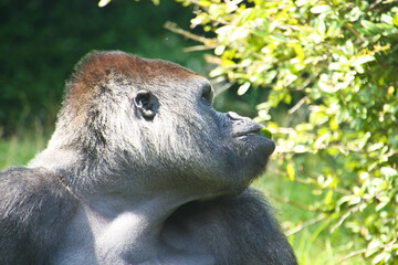 Gorilla in his outdoor enclosure