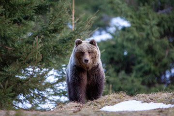 Obraz na płótnie Canvas Beautiful female brown bear (Ursus arctos) on meadow covered snow.
