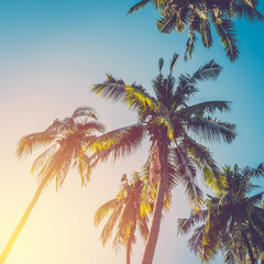 Fototapeta na wymiar Coconut tree on blue sky. vintage filter