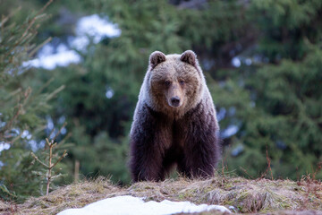 Fototapeta na wymiar Beautiful female brown bear (Ursus arctos) on meadow covered snow.