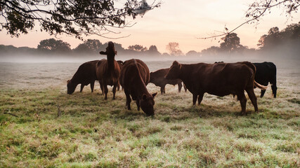 Obraz premium Cattle in the pasture at sunrise with copy space