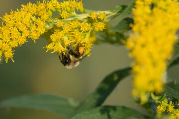 Bee covered in pollen