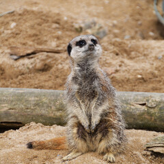 Meerkat on the lookout
