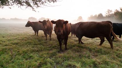 Cattle in the pasture at sunrise with copy space
