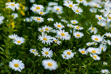 Fototapeta premium Lots of big daisies