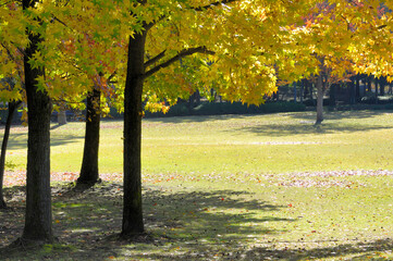 Naklejka premium カエデ