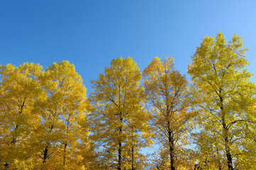 Fototapeta premium ユリノキ