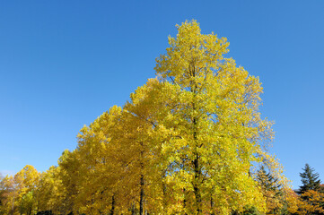 Obraz premium ユリノキ