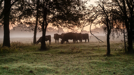 Cattle in the pasture at sunrise with copy space