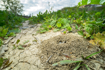 wide angle close up of an ant hill on a meadow ground.