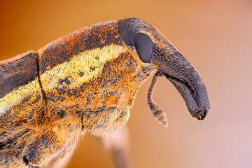 extreme close up of a beet weevil portrait.