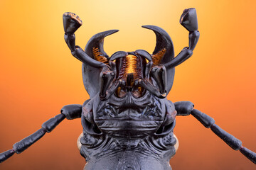 extreme close up of a ground beetle head. huge mandiples. © deZiGN