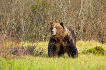 Fototapeta premium Very large dominantmale ( ursus arctos ), who found water in a small meadow. Wildliffe photography in the slovak country (Tatry)