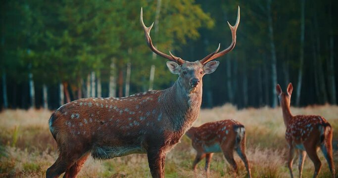 A large sika deer with beautiful antlers stands at the edge of the forest.