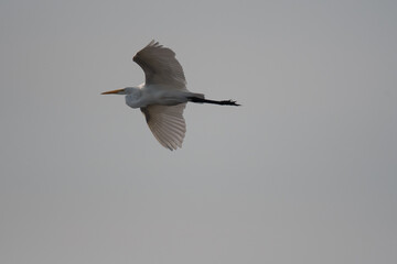 Great Egret in flight