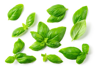 Basil background. Basil leaf isolated on white. Basil leaves top view.