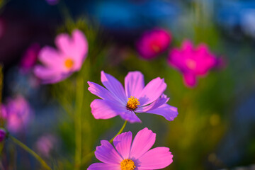 コスモス