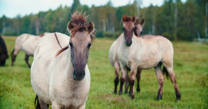 wild horse tarpan close up looking at the camera