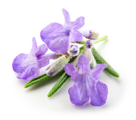 Naklejka premium Lavender flowers isolated. Bunch of lavender macro. White background. Full depth of field.