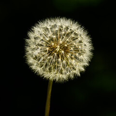 fluffy dandelion (Taraxacum officinale) seed head detail on dark background