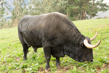 Tudanca breed bull grazing.