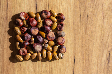 a mixture of chestnuts and acorns on the table. Natural light from the side. Sharp shadows