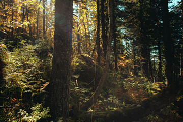 autumn forest in the morning