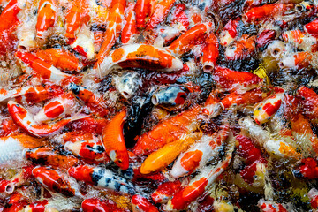 colorful carp fish in pond background