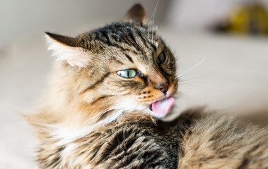 Naklejka premium cat licking itself