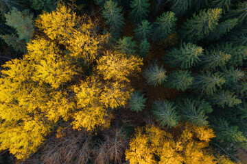 Yellow and green autumn trees from above