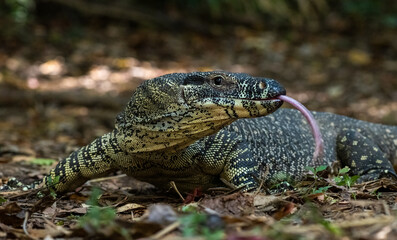 Lace  Monitor Lizard Also known As A Tree Goanna With Tongue Out (Varanus various)