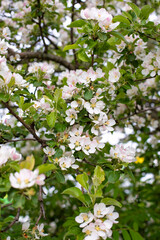 White flowers apple blossom in spring