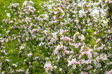 Obraz na płótnie Canvas Blooming apple tree, Orchard blossom in spring, natural background