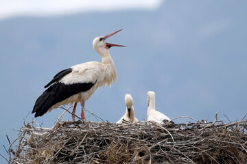 White Stork (Ciconia ciconia) with two young on nest