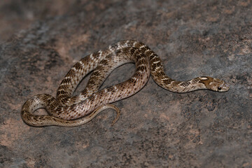 Russel kukri snake, Oligodon taeniolatus, Satara, Maharashtra, India